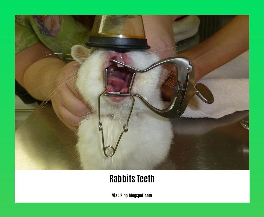 facts about rabbits teeth 2