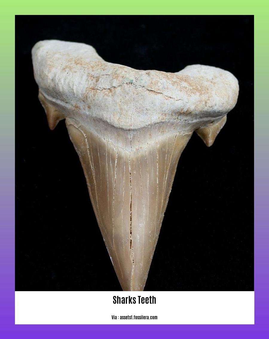 facts about sharks teeth