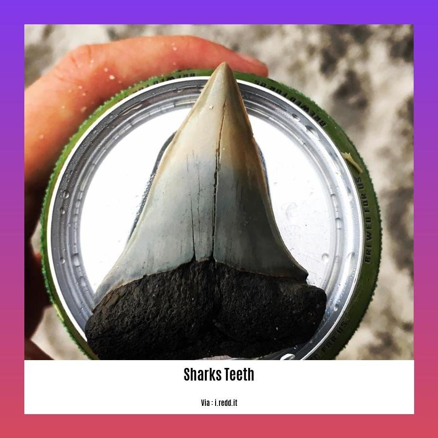 facts about sharks teeth 2