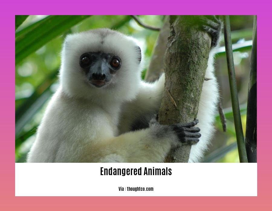 few sentences about endangered animals 2
