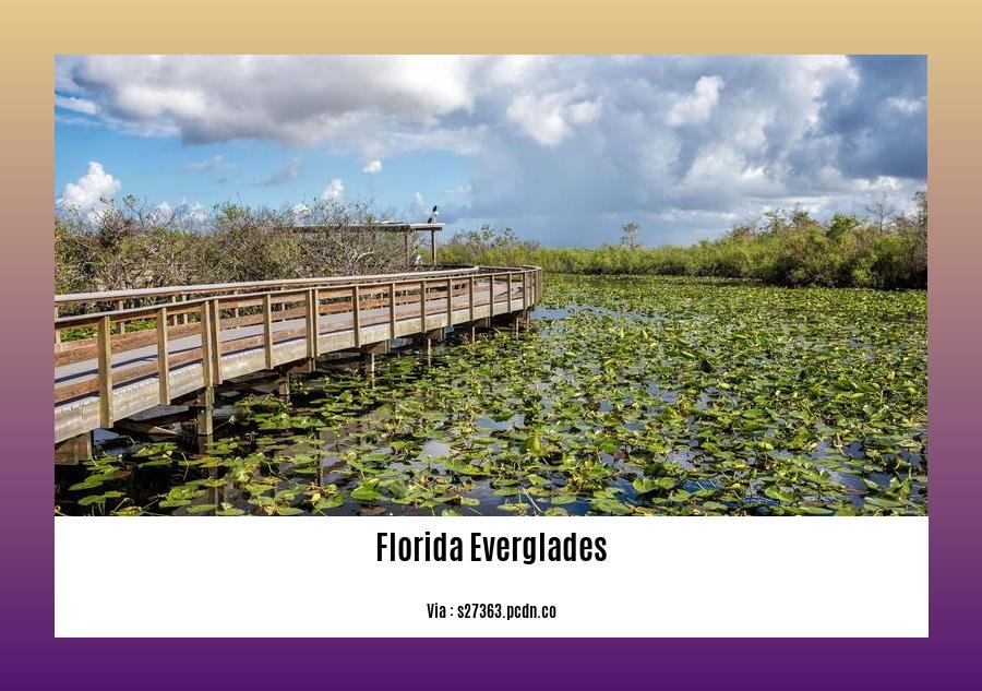fun facts about Florida Everglades