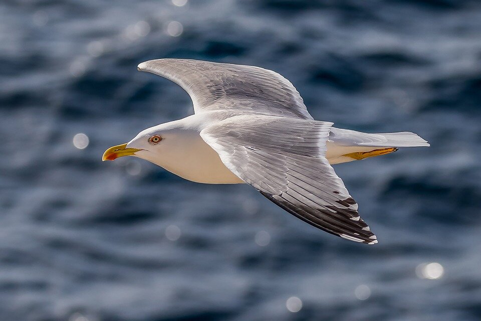 Adaptation and Survival Strategies of Seagulls