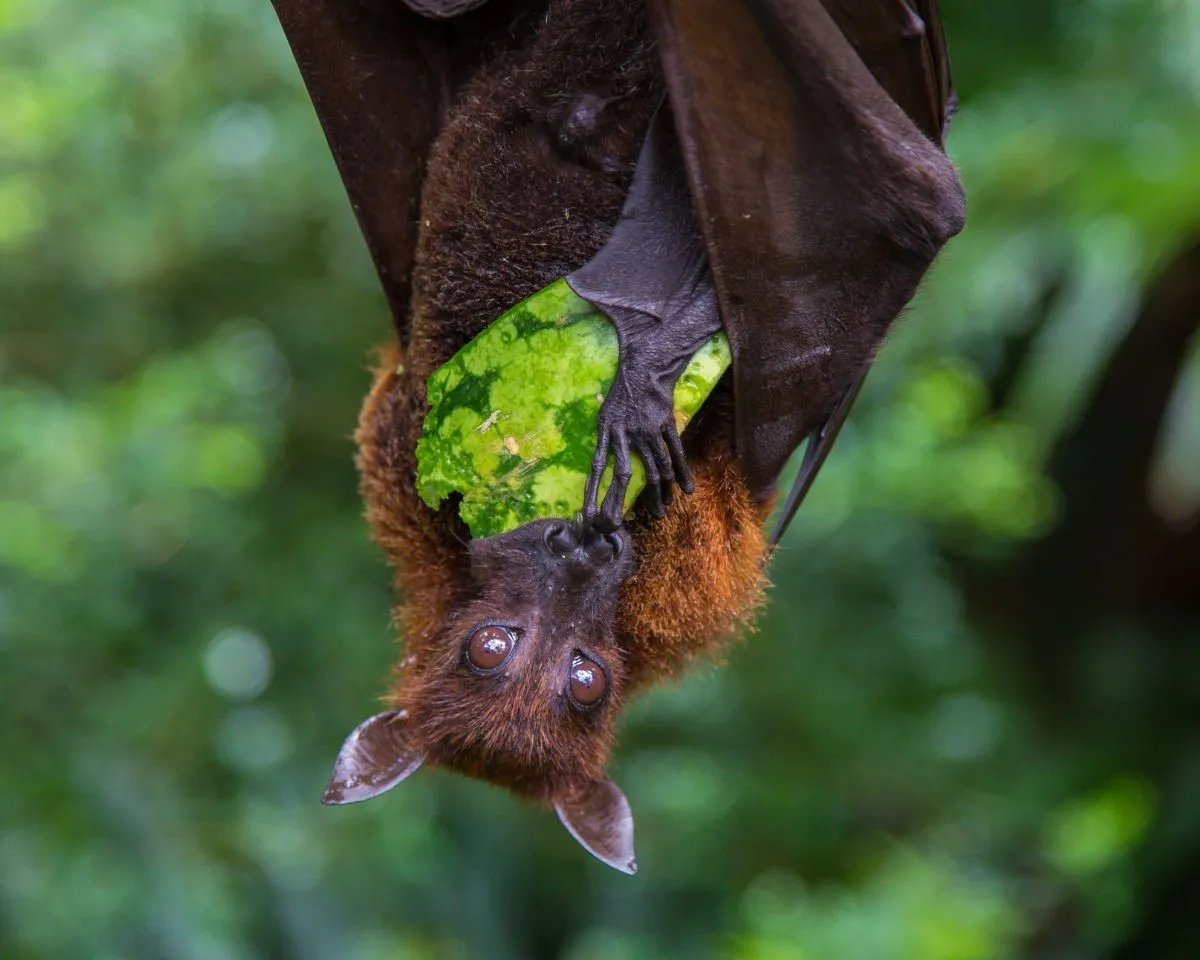 Dietary Secrets of Bats