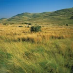 Enigmatic World of Grasslands