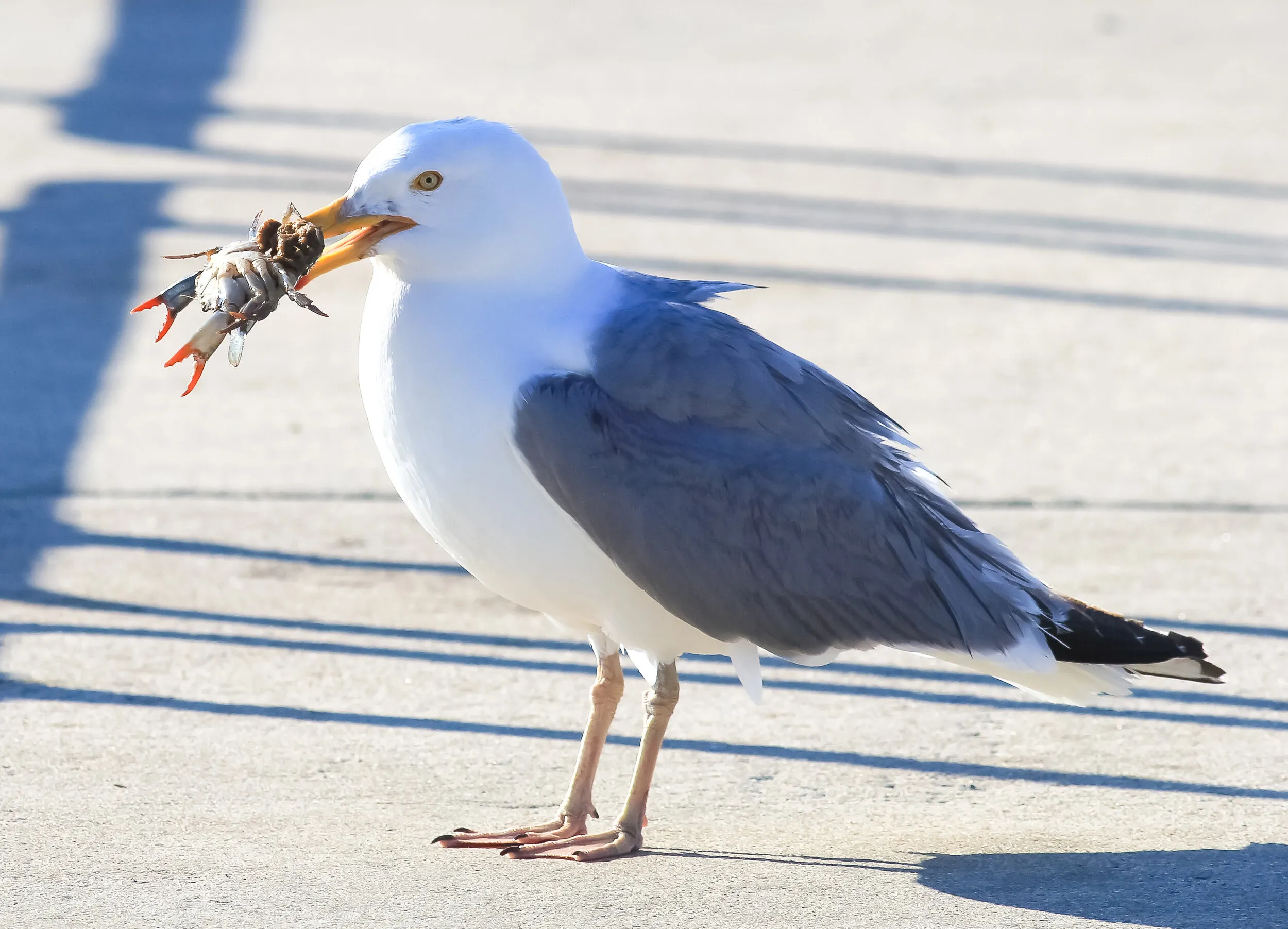What Do Seagulls Taste Like 1