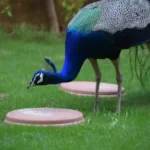 Are Peacocks Friendly to Humans