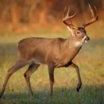 Facts About Hunting Deer