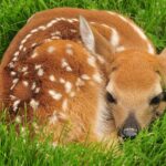 Fun Facts About Deer