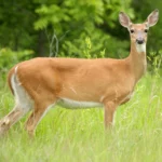 Fun Facts About White-Tailed Deer