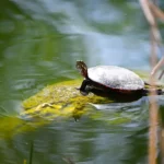 How Long Can Painted Turtles Hold Their Breath