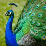 How Old Do Peacocks Live