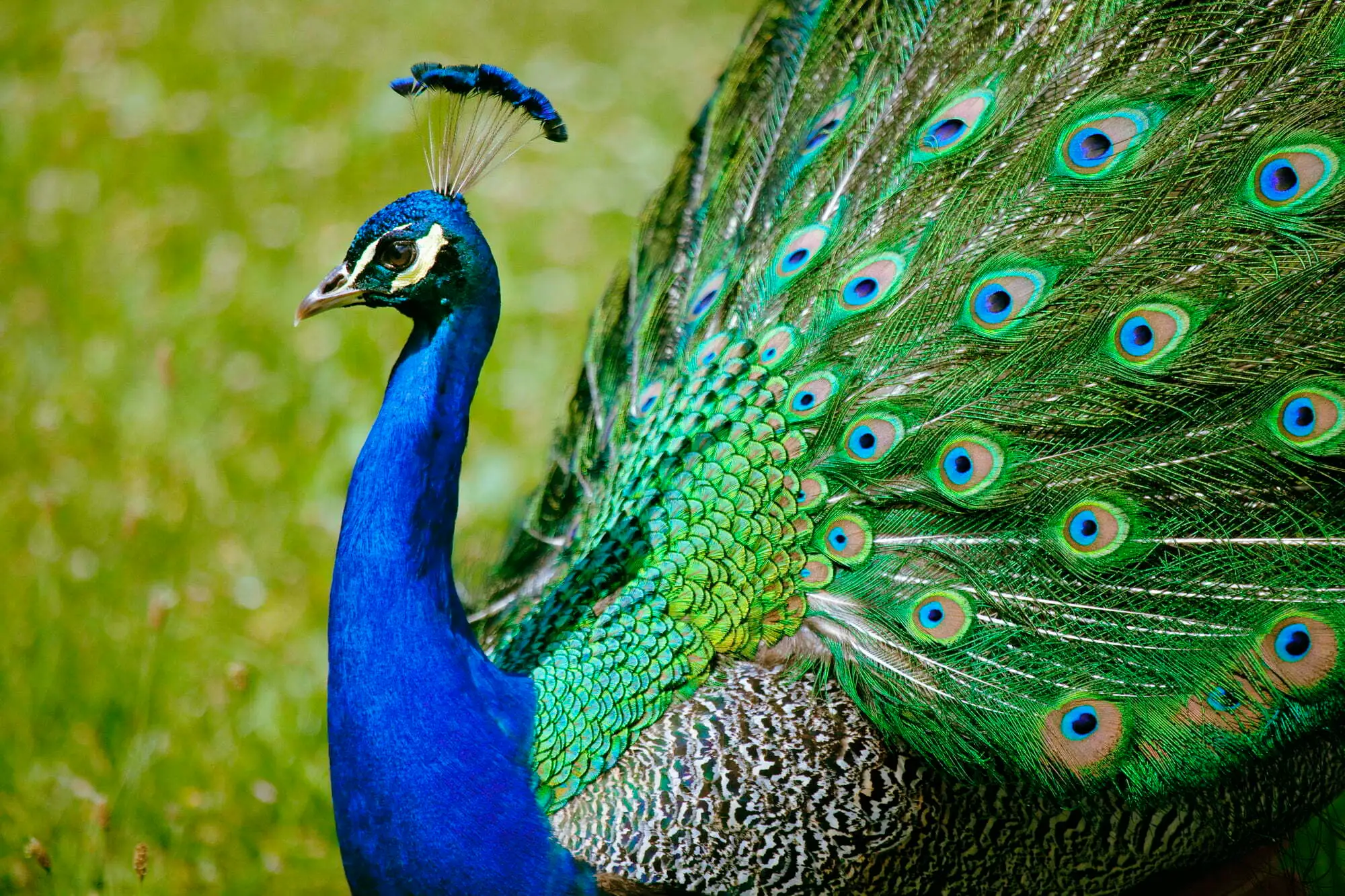 the-colorful-lifespan-of-peacocks-how-long-do-these-majestic-birds-live