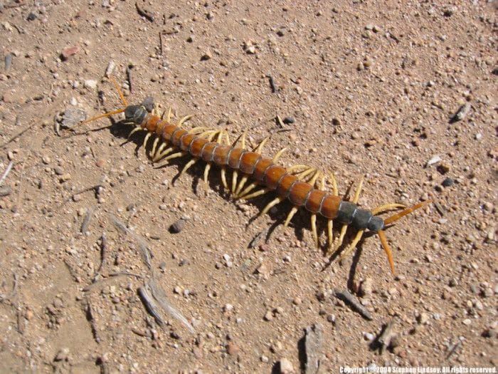 Unseen Wonders: Unveiling the Adaptive Secrets of Desert Bugs