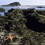 intertidal-zone-definition