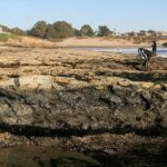 Intertidal Zone Facts