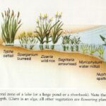 littoral-zone-organism