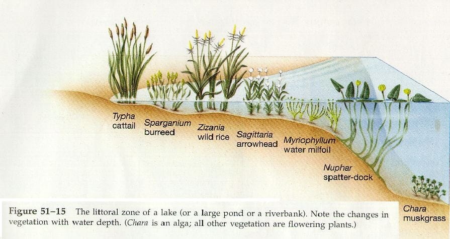 Unveiling the Hidden Wonders: Life in the Littoral Zone