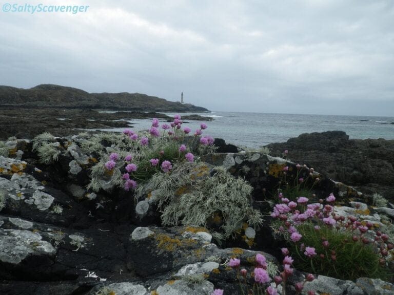 Unveiling the Secrets of the Supralittoral Zone: A Marine Ecologist's ...