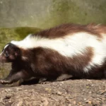 what-animal-eats-a-skunk