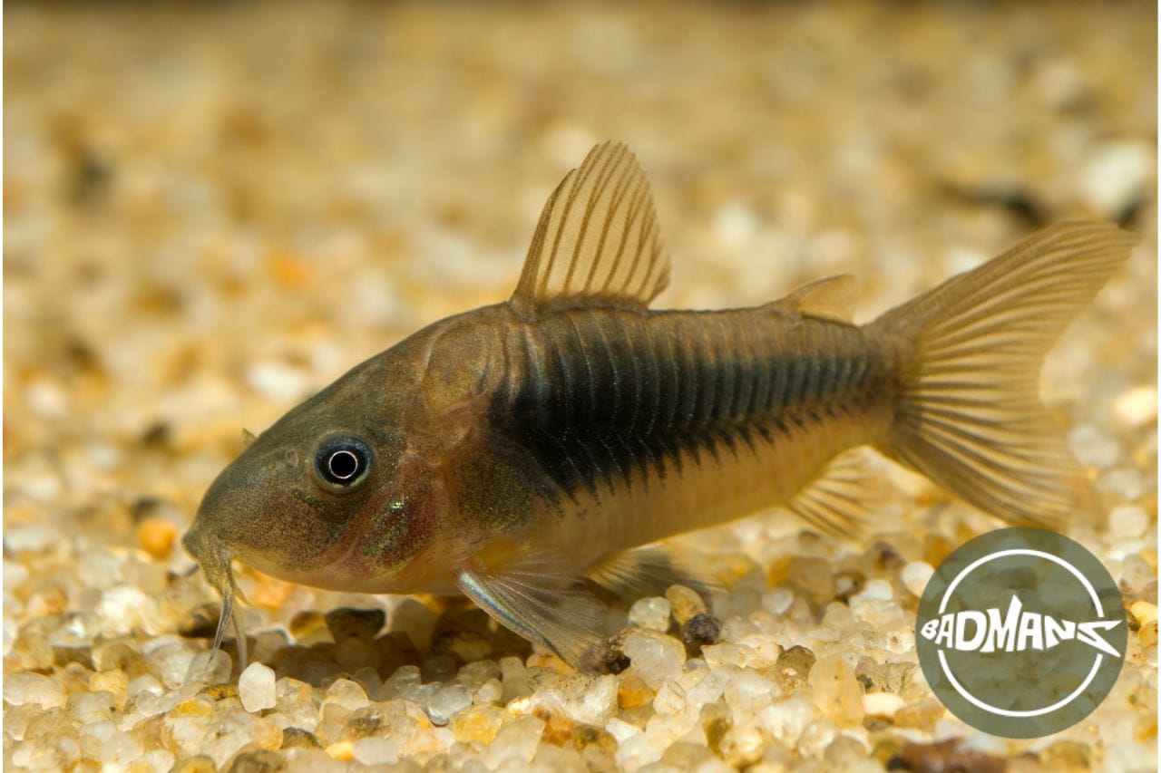 Corydoras Catfish: A Complete Guide to Their Care, Types & Tank Mates