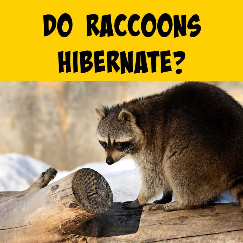 do-raccoons-really-hibernate-unmasking-their-winter-secrets