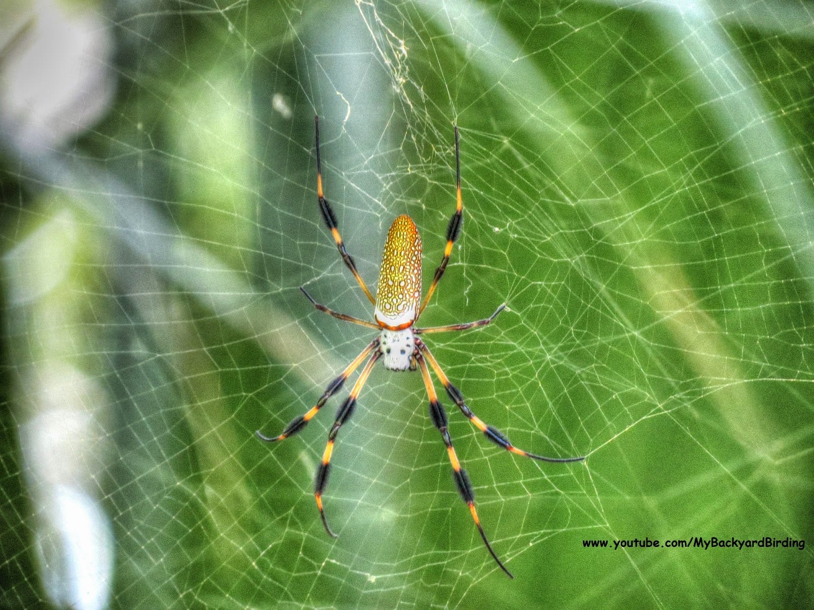 Golden Silk Spiders: Unraveling the Secrets of Nature's Master Weavers