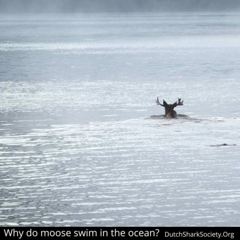 Orcas vs. Moose: When Killer Whales Move in on Land Mammals