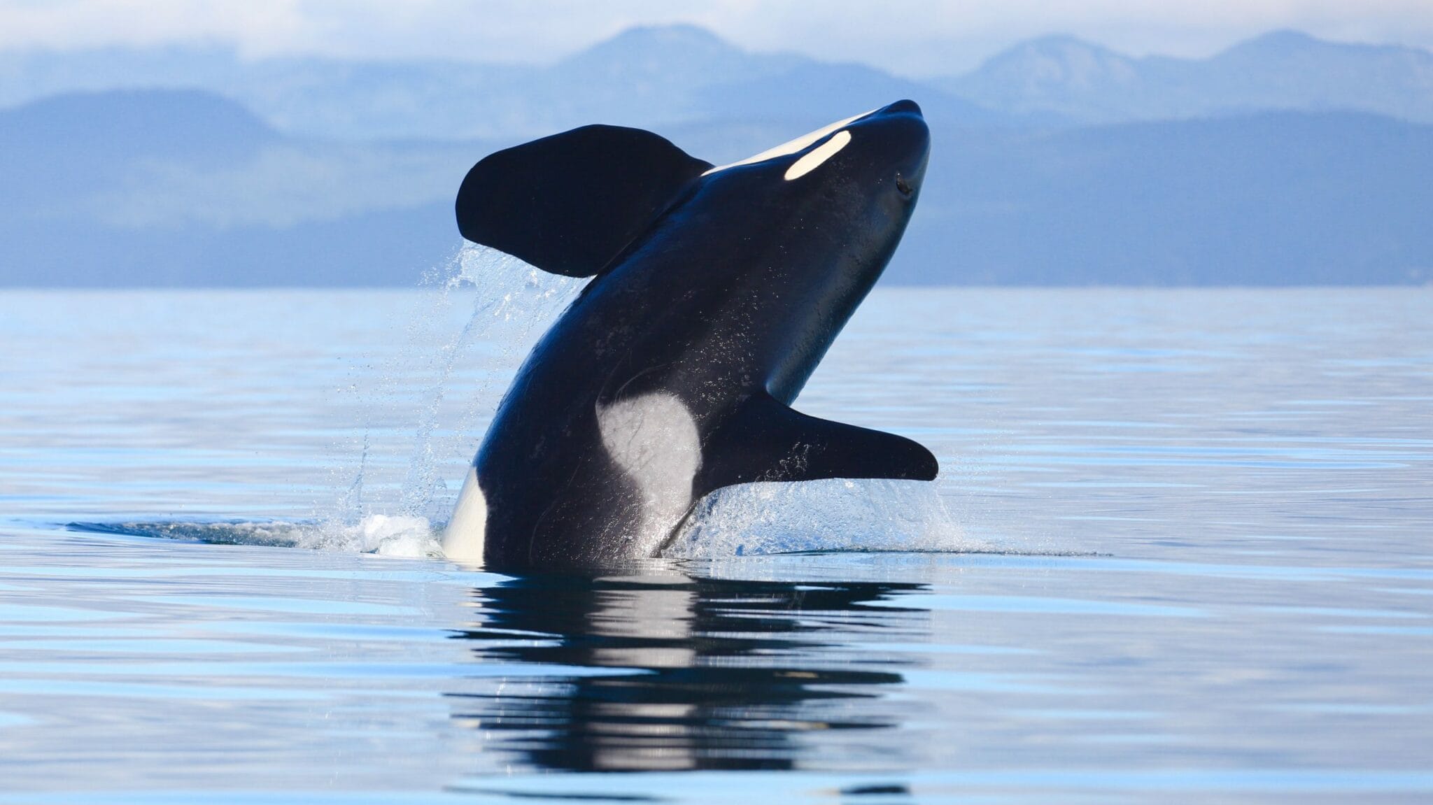 Orcas vs. Moose: A Deep Dive into the Shocking Phenomenon of Killer ...