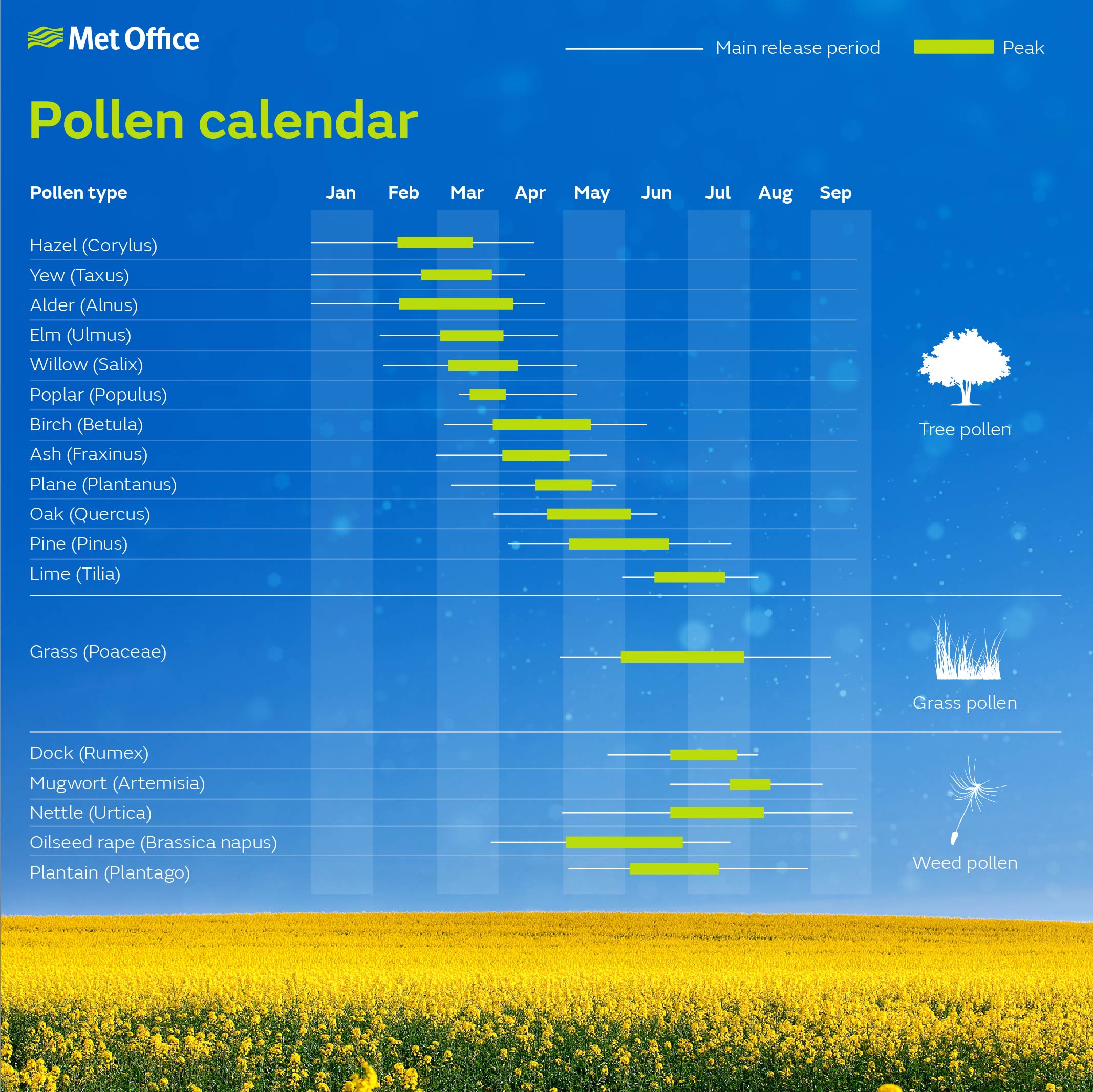 Cincinnati Pollen Counts: A Comprehensive Guide for Allergy Sufferers