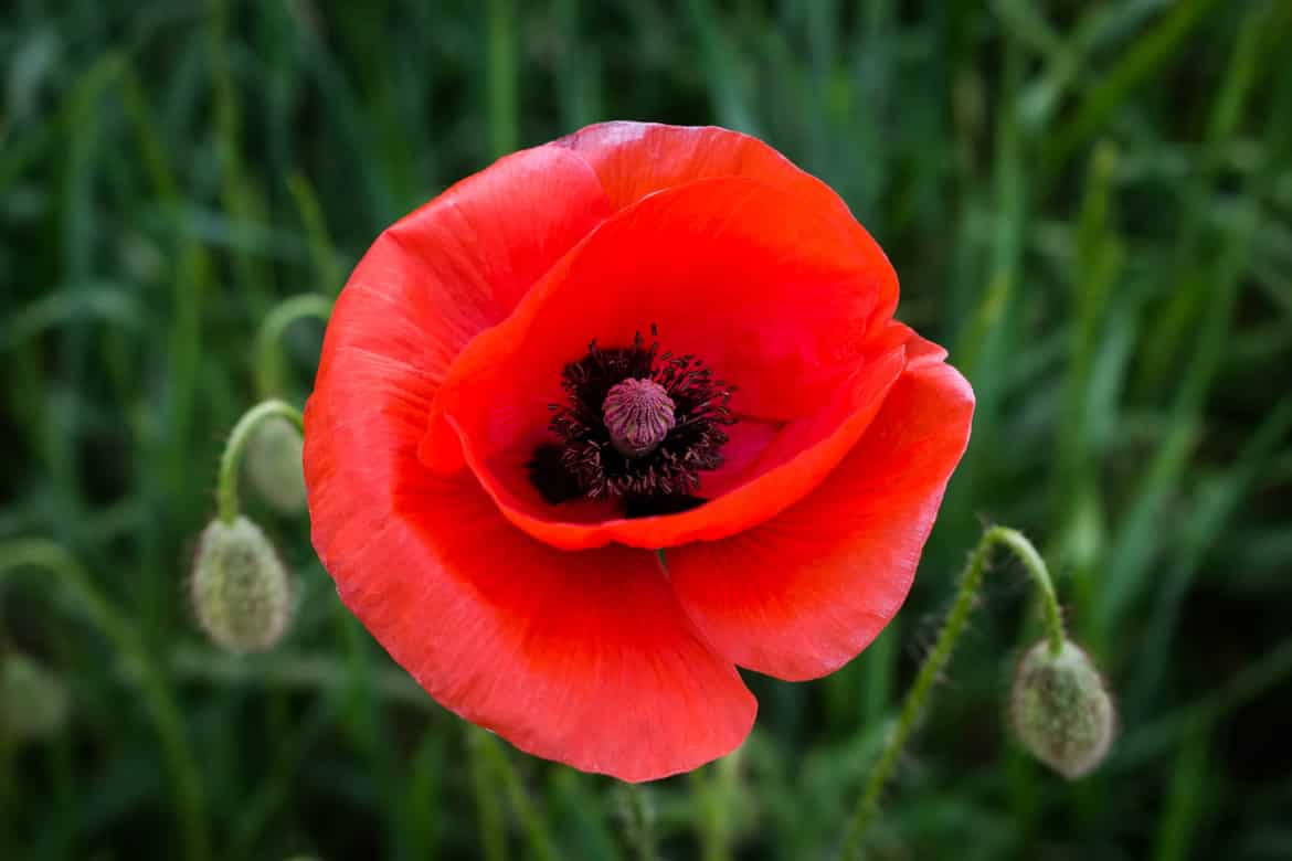 Amapola Flower Meaning: Exploring Symbolism, Cultural Significance, and ...