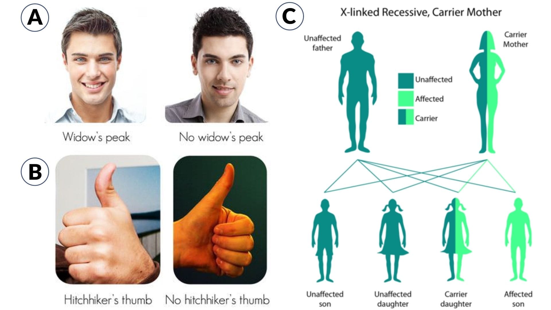 Understanding Cultural Traits: A Deep Dive into the Building Blocks of ...