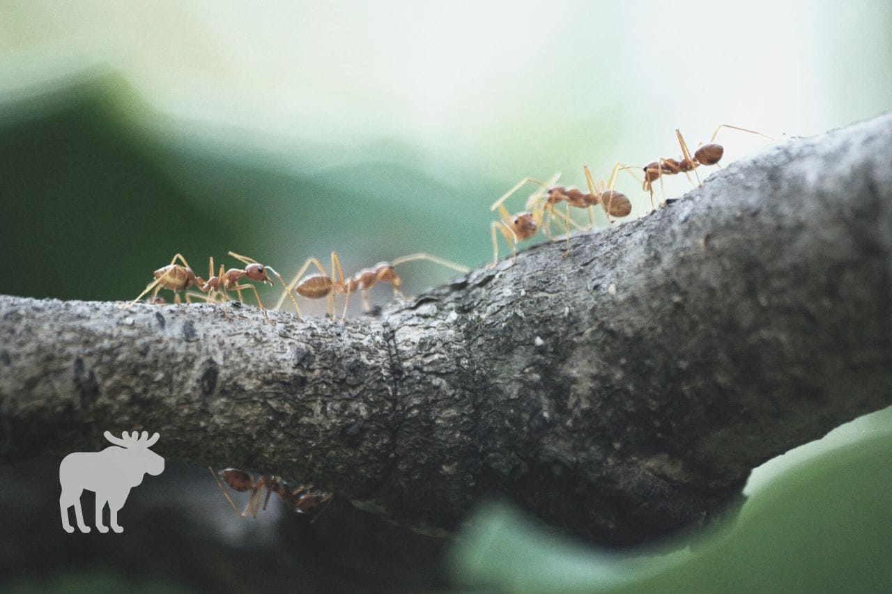 Do Ants Hibernate? The Truth About Ant Winter Survival