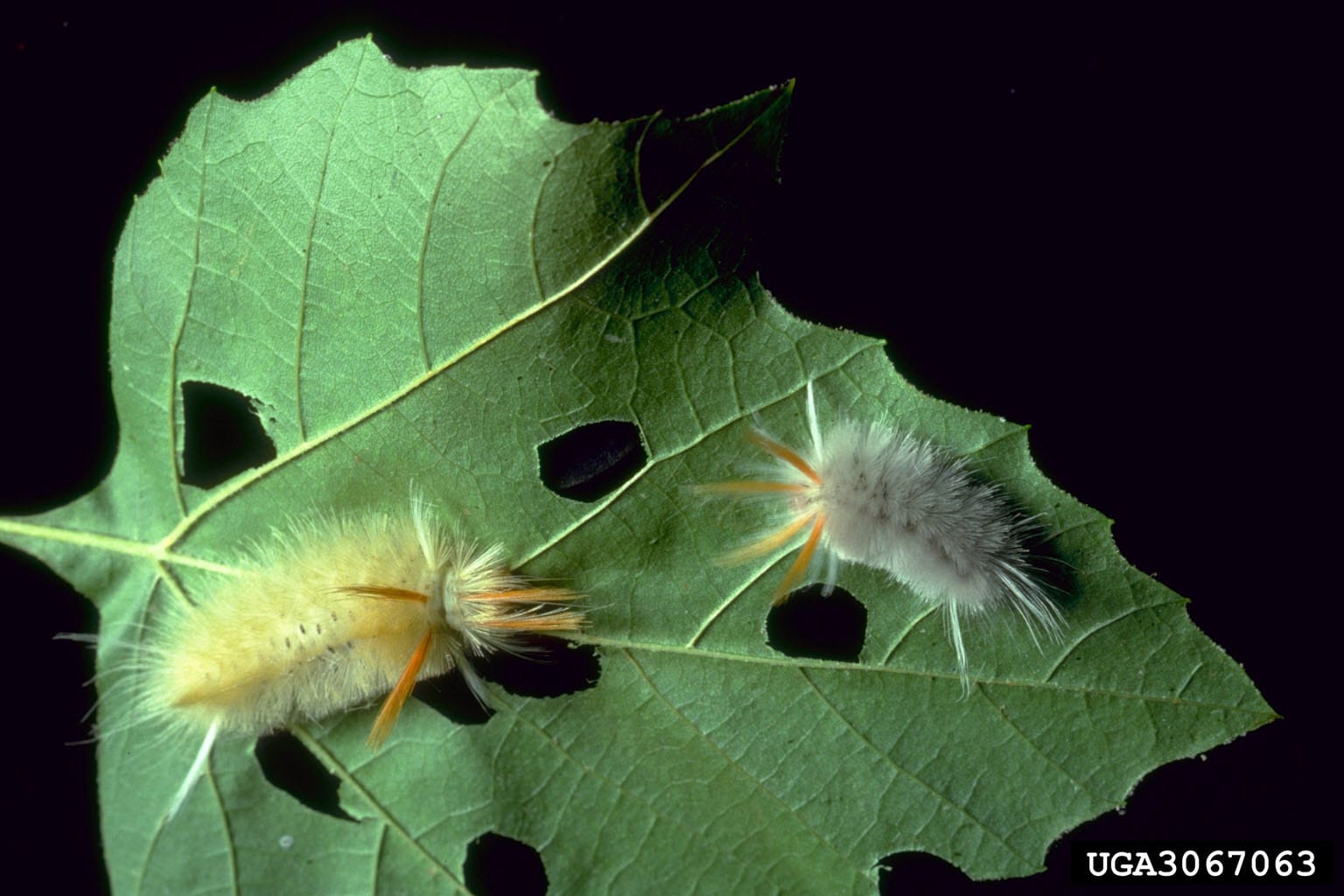 Sycamore Tussock Moth Caterpillar Guide: Identification, Stinging Hairs ...