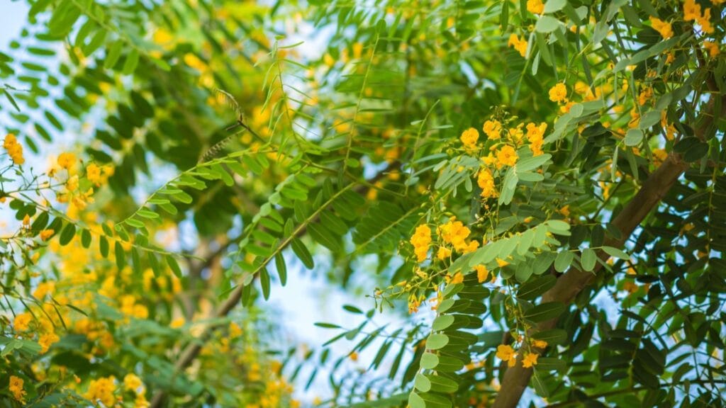 Tipuana Tipu Tree: A Comprehensive Guide to Growing and Care