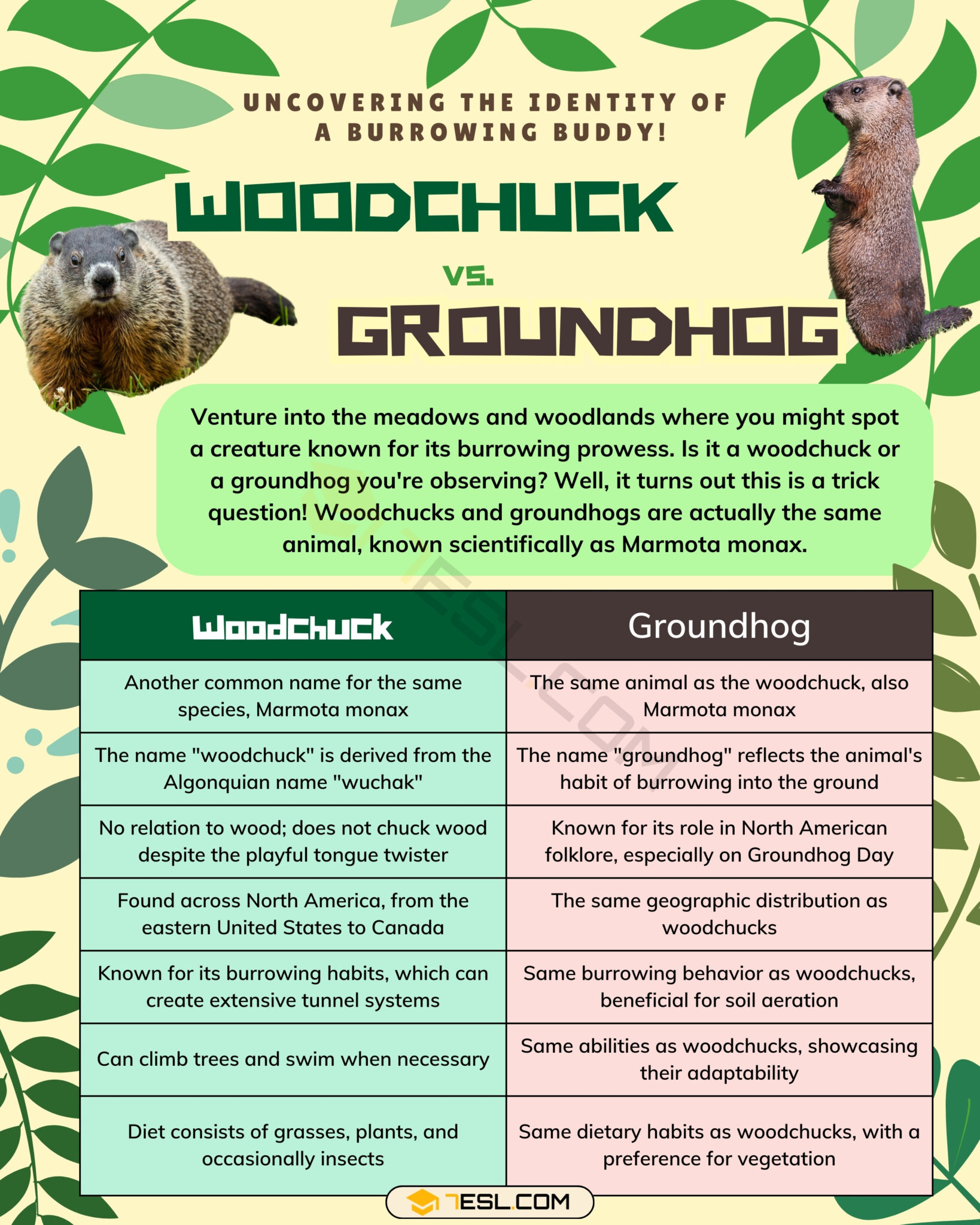 Woodchuck vs. Beaver: A Tale of Two Ecosystem Engineers