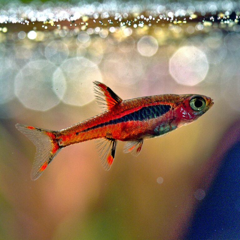 The Complete Chili Rasbora Care Guide From Setup To Breeding